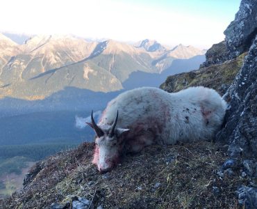 Mountain Goat